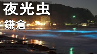 夜光虫。幻想的に海が光ります。鎌倉の夜光虫騒動の翌日　noctiluca miliaris