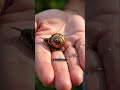 surprising reasons snails are taking over the internet shorts