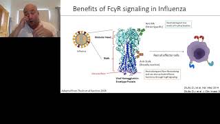 Fc gamma receptor activation during viral infections: a double-edged sword