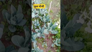 Gobhi #cabbage #fulgobhi #beancultivation #beanfarming#kitchanhacks