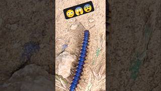 कीड़ा भागा 😰😱😳 #Millipedelife #millipedes #kenno #millipedetoy #keeda #indianmillipede #kida