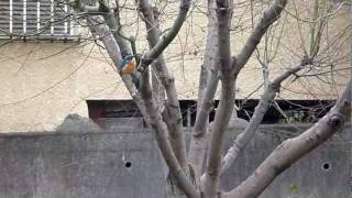 20120217カワセミKingfisher：その17.MPG