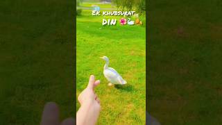 Wow Kitne cute hai ye sare 🦢🦢🦢😍#sabathejourney