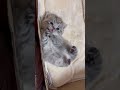 cute kitten💕 子猫 猫 cat kitten 猫のいる暮らし