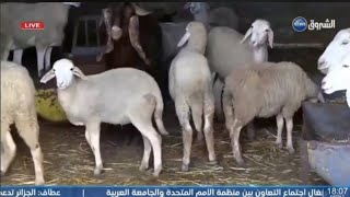 الدرك الوطني يلقي القبض على عصابة سرقة المواشي ويسترجع 148 رأس غنم بسكيكدة 💚💪🏻