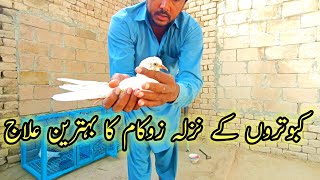 Kabuteron ke nazla zukam ka illaj how to cure pigeon bird flu fever ( kabutar nazla  PIGEONS LOVERS