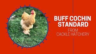 Buff Cochin Standard Chickens at Cackle Hatchery