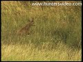 the best roebuck of my life hunters video