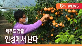 [Btv 기남뉴스]제주도 감귤 '황금향' 안성에서 '만감류'로 수확