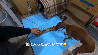 馬の骨を独り占めする！イタリアングレーハウンド①