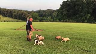 beagle training... Off leash recall under distractions