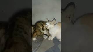 Keseharian dua bocil di temanin emaknya, ada yang tau yang mana emaknya #catlover #fyp #viralshorts