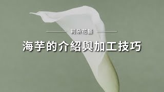 海芋的介紹與加工技巧｜莉朵花藝