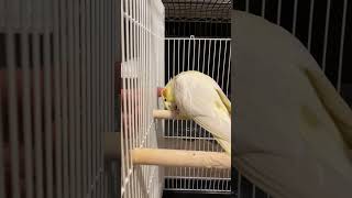 どこでも甘えん坊なウメ#インコ #オカメインコ #インコのいる暮らし