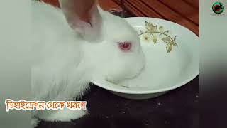 Rabbit’s Pee || খরগোশের প্রস্রাব || #brg