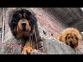 Dangerous Tibetan Mastiff and Himalayan mastiff /Bhotiya/Gaddi dogs in Munsiyari Uttarakhand