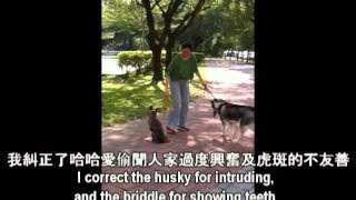 狗狗聽我的- 如何讓狗狗化敵為友 (How to let fighting dogs be friendly)