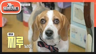 ＂무섭고 소름 끼치죠＂ 주민들을 공포에 떨게 만든 오늘의 고민견 ‘찌루’🐶 [개는 훌륭하다/Dogs Are Incredible] | KBS 230417 방송