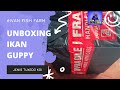 Unboxing Ikan Guppy Jenis Tuxedo Koi | Langsung dari Petani Tulungagung