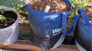 Using A Walmart Shopping Bag as A Grow Bag On the Self Watering Rain Gutter Grow System!