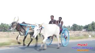 கட்டுமாவடி  மாட்டுவண்டி பந்தயம்  பார்டு 8- rekla race