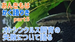 オトシンクルス飼育の失敗について語る【あんきもはかく語りき】