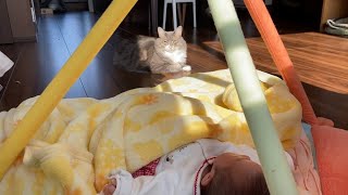 赤ちゃんの場所で寛ぎたい猫　ノルウェージャンフォレストキャット　ラガマフィンA cat that wants to relax in the baby's space. Ragamuffin.