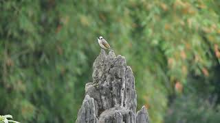 Chinese Bulbul (Pycnonotus sinensis) - Chengdu Old City (China) 17-5-2018