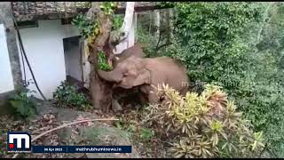 കട്ട ചക്ക ഫാൻസ്; നീലഗിരിയിൽ ട്രെന്റിങ്ങാണ് ഈ ആനകൾ | TUSKER | NEELAGIRI | JACKFRUIT