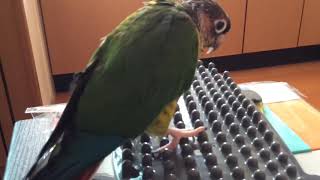 足つぼマッサージの効果を体感するインコParakeet to experience foot massage