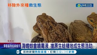 搶救台灣在地生態! 外來種遭棄養危害生態 農委會砸上億清除3物種 北市動保處公告想養\