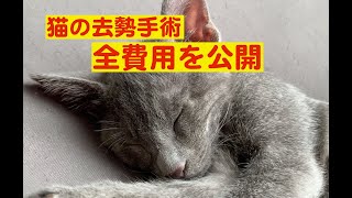 猫の去勢手術｜全費用を公開