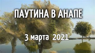 Паутина в Анапе! Анапу накрыла загадочная паутина 3 марта 2021