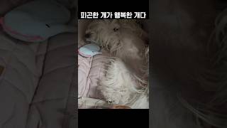 피곤한 개가 행복한 개다! 오늘도 피개행개!  #강아지 #dog #shorts