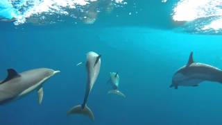 epic underwater dolphin footage