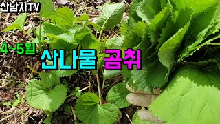 산나물 종류 맛 좋은 야생 곰취 나물 우산나물 삿갓나물 산 두릅 산남자 초보자 약초 버섯 봄나물 산행 항암 자연 건강 2022.4.24