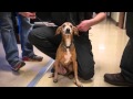 Abused beagle Woody recovers at Multnomah County Animal Shelter (photos)