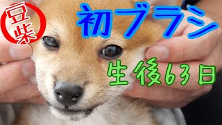 【豆柴】生後63日 　豆柴子犬　初めてのブラシ　Shiba inu puppy