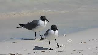 Mouette atricille - Leucophaeus atricilla - ചിരിക്കുന്ന ഗൾ