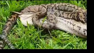 Shocking moment huge python is caught swallowing a whole wallaby