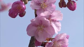 倉敷川沿いに咲き始めた約１０００本の「河津桜」　濃いピンク色の花に…観光客感動【岡山・倉敷市】 (23/03/11 17:45)