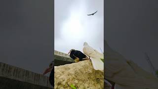 Baaz Ne Attack kar Diya Kabuter Pe || wait for it || #pigeon #kabutar #reaction #skpigeonloft