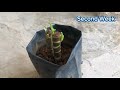 agr 231 plant propagation