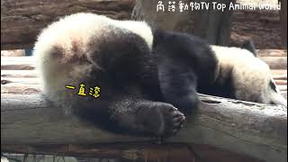 Yuan Bao was lazy on the perch when he was full and happy. Yuan Bao rolled a large circle on the....