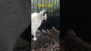 可愛3匹の猫ちゃん達 #ねこ動画 #cat #ねこむ #ねこすたぐらむ #野良猫 #こねこすたぐらむ #猫 #ネコ #ねこねむ日記 #ねこすたぐらむ