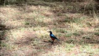 superb starling