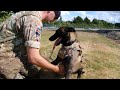 meet lotte the bomb sniffing dog from the uk 🇬🇧