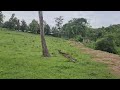 2 acre land for sale in wayanad