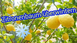 Zitronenbaum überwintern Zitrone Überwinterung Citrus limon Winter nicht frosthart