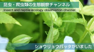 ショウリョウバッタがいました。　昆虫　生態観察　自然　面白　楽しい　生き物　生態系　バッタ